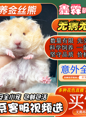 金丝熊活物长毛仓鼠活体纯银巨型疫苗宠物宝宝幼崽波利卷毛金丝鼠