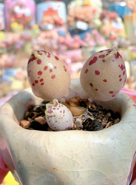 H 海豹盆口2.5c m