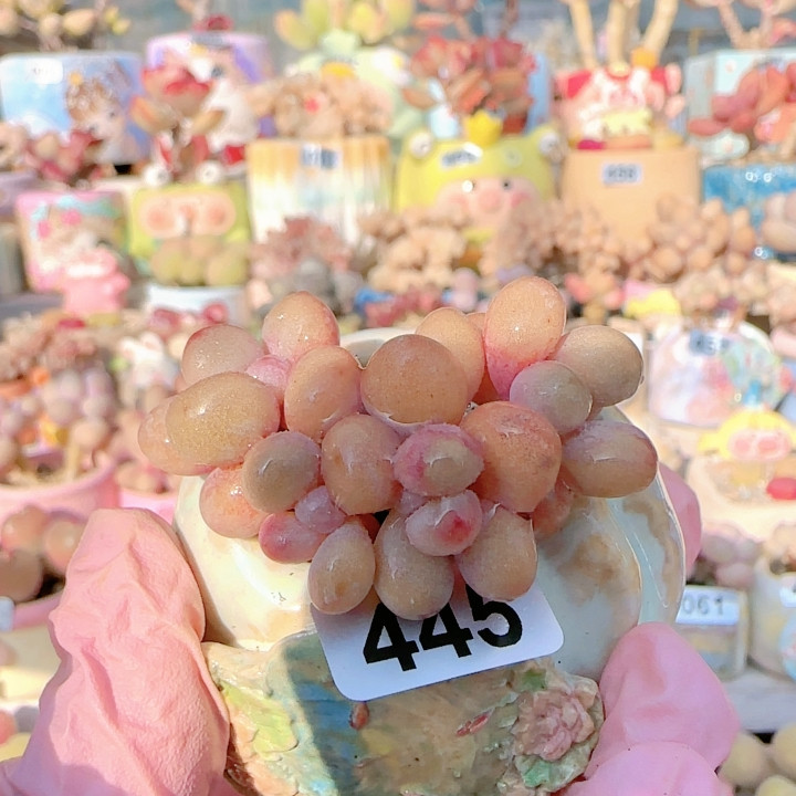 H桃蛋盆口3c m,鲜花速递/花卉仿真/绿植园艺,多肉植物,淘宝优惠券,粉丝福利购,淘宝优惠卷