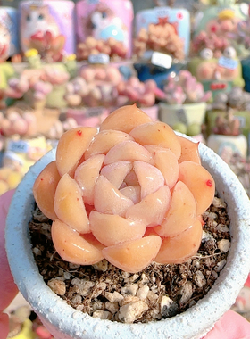 H 纯爱盆口4c m