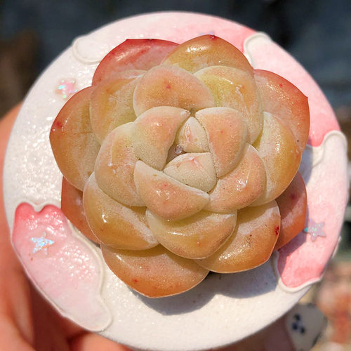 精控白底糖心冰玉多肉组合盆栽