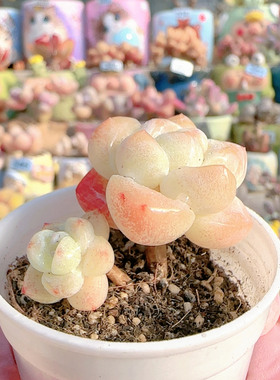 H奶油冰玉盆口5c m