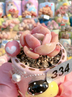 H 胭脂盆口2.5c m