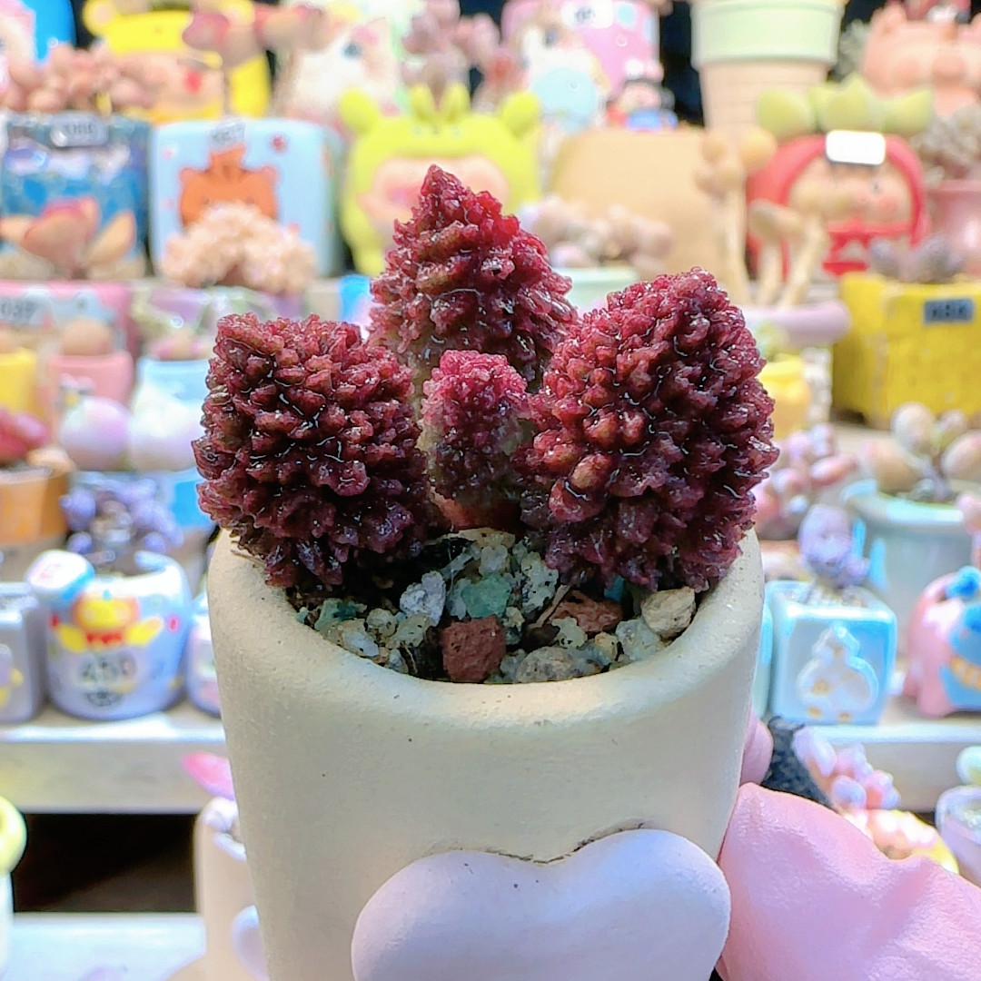 L 大尤朱紫玉 盆口3cm,鲜花速递/花卉仿真/绿植园艺,多肉植物,淘宝优惠券,粉丝福利购,淘宝优惠卷