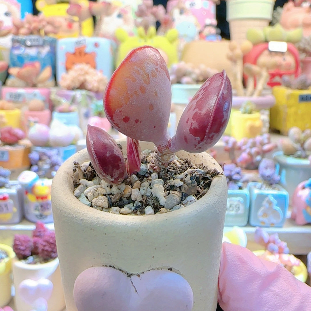 L 双头爱心 盆口3cm,鲜花速递/花卉仿真/绿植园艺,多肉植物,淘宝优惠券,粉丝福利购,淘宝优惠卷