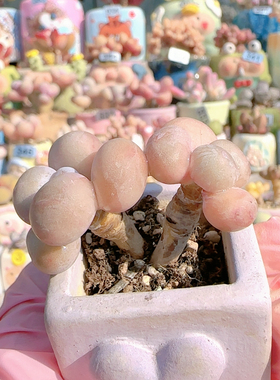 H 蛋黄奶盆口4c m