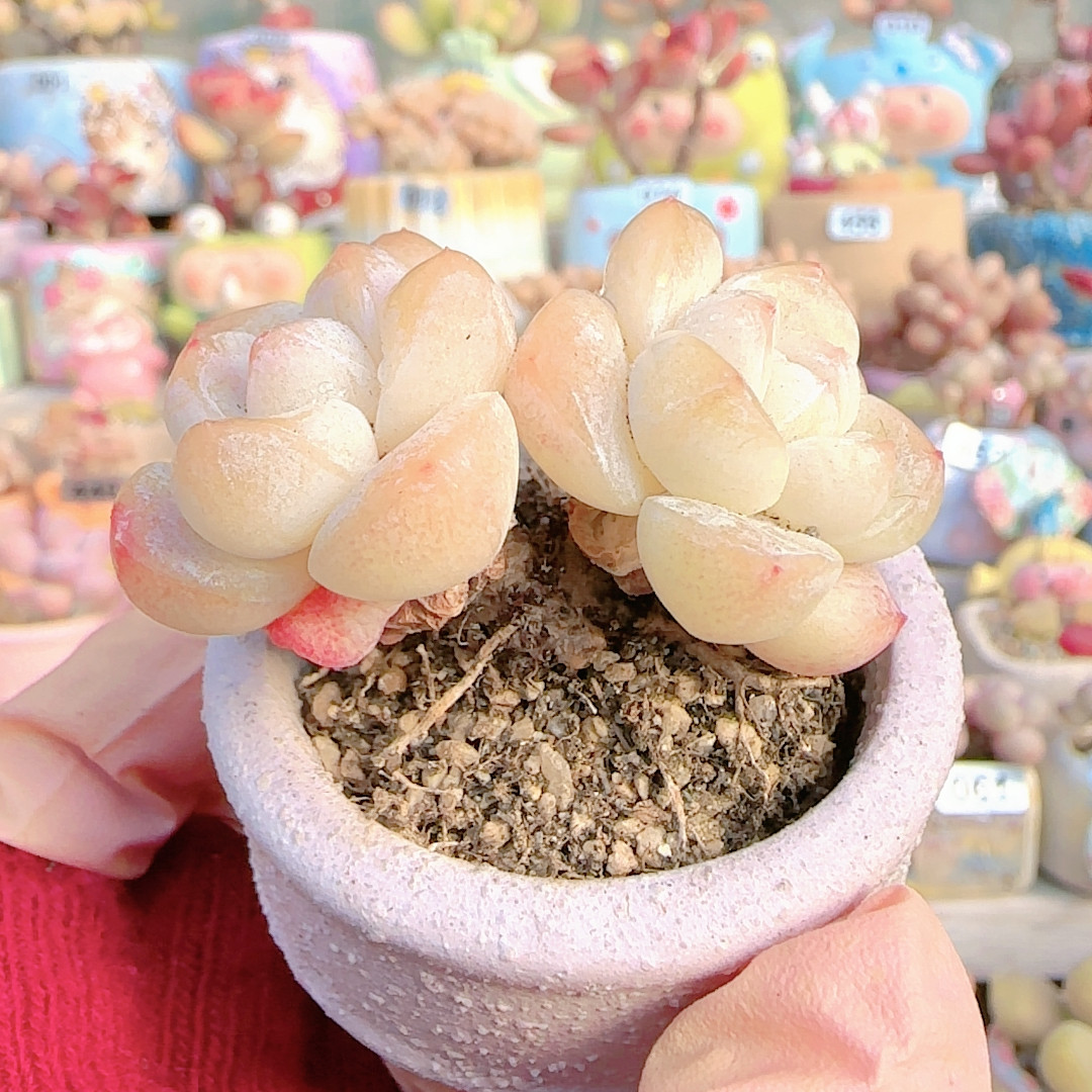 H奶油冰玉粗桩双头盆口5c m,鲜花速递/花卉仿真/绿植园艺,多肉植物,淘宝优惠券,粉丝福利购,淘宝优惠卷