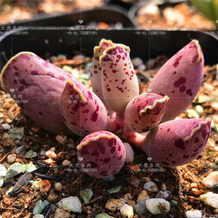 粉海豹水泡多肉 稀有 韩国进口 粉粉嫩嫩 正版粉海豹多肉一物一拍