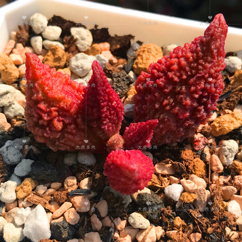 大疣红色朱唇石水泡 叶片 大疣红色朱唇石水泡多肉植物 一物一拍