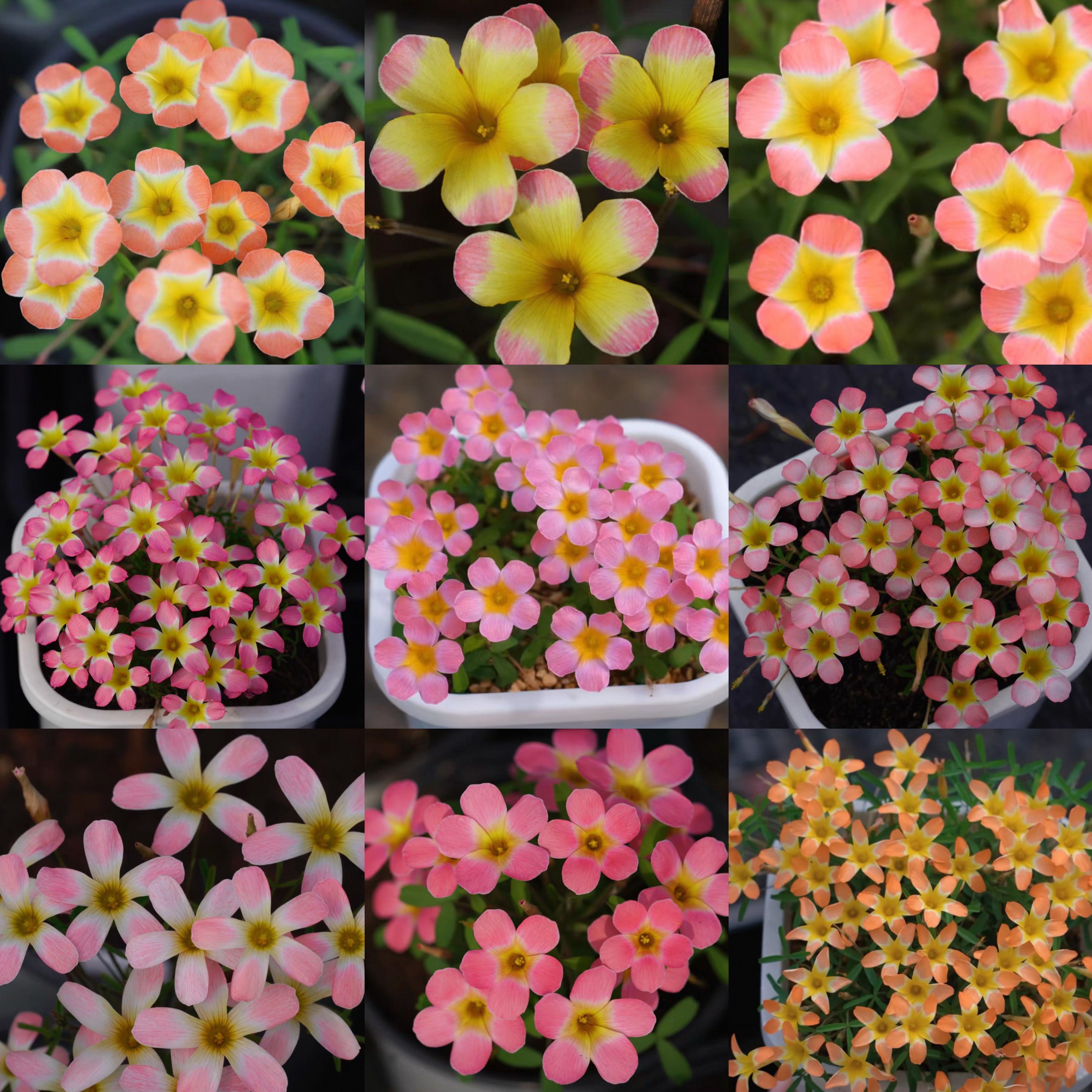 早花酢彩虹薯红红日极地极光日珥
