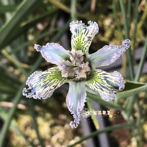 现货  法拉利鸢尾Ferraria crispa秋植多年生小球根满58包