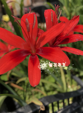 现货 原生小苍兰 大花品种Freesia grandiflora正红色 秋植小球根