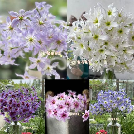 现货 阳光百合种球Leucocoryne 秋植多年生芳香植物小球根