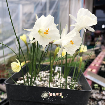 现货 发围裙水仙白雪姬 白色十二月等多年生小球根耐寒适合密植