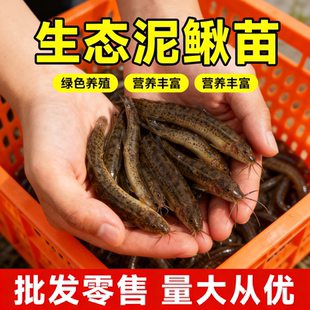 泥鳅苗鲜活喂养宠物钓鱼龙鱼活饵乌龟饲料泥鳅养殖淡水观赏鱼垂钓