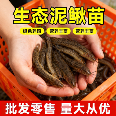 泥鳅苗鲜活喂养宠物钓鱼龙鱼活饵乌龟饲料泥鳅养殖淡水观赏鱼垂钓