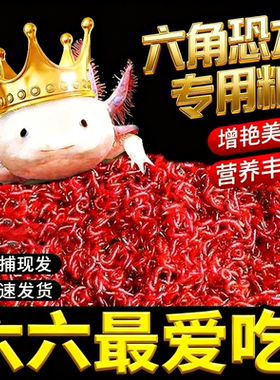 六角鱼金鱼火龙鱼锦鲤六角恐龙鲜活饲料血红虫红线虫鲜活营养泥鳅