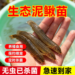 鲜活泥鳅苗喂养宠物钓鱼龙鱼活饵乌龟饲料养殖淡水观赏鱼垂活苗