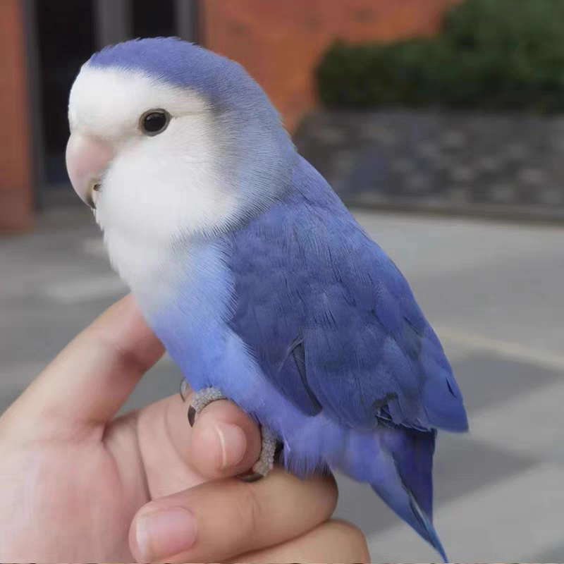 手养牡丹鹦鹉雏鸟宠物亲人活体