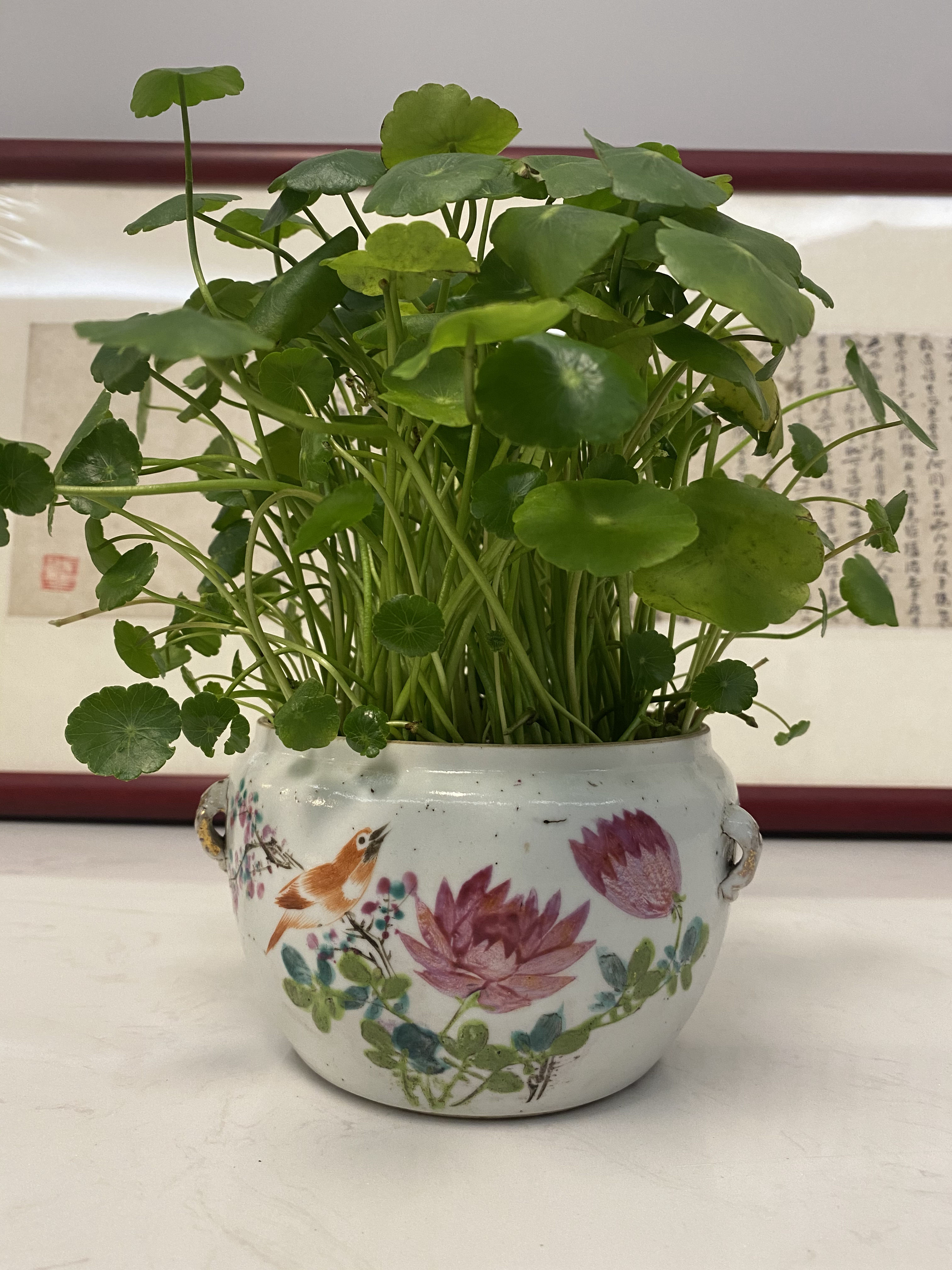 民国风花鸟水培植物花盆种铜钱草水仙原品非复刻干花假一赔十陶瓷