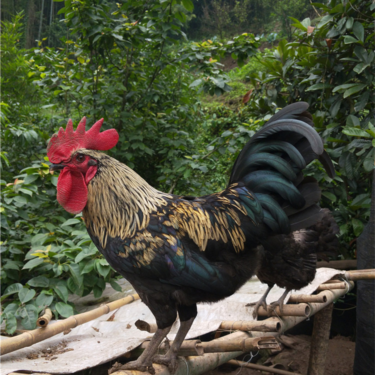 正宗农村土鸡乌骨鸡农家散养走地跑山鸡老公鸡白肉新鲜现杀45一斤,水产肉类/新鲜蔬果/熟食,整鸡/整鸡制品,淘宝优惠券,粉丝福利购,淘宝优惠卷