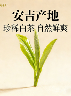 【2026年安吉明前白茶现货】明前特级头采 正宗原产地兰花香春茶