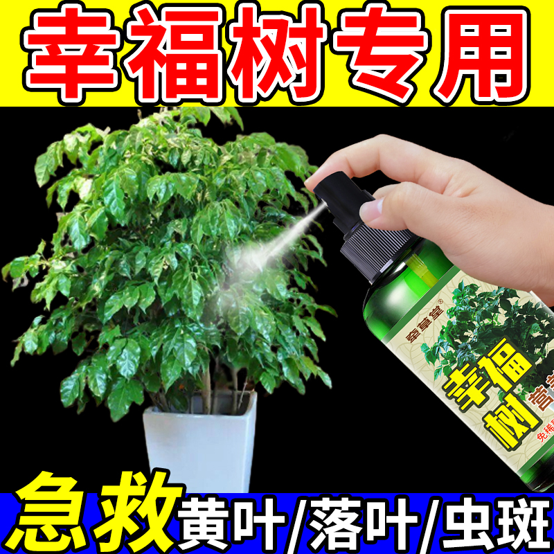 幸福树黄叶急救掉叶子发黑虫斑枯枝干尖白粉病怎么办专用药营养液