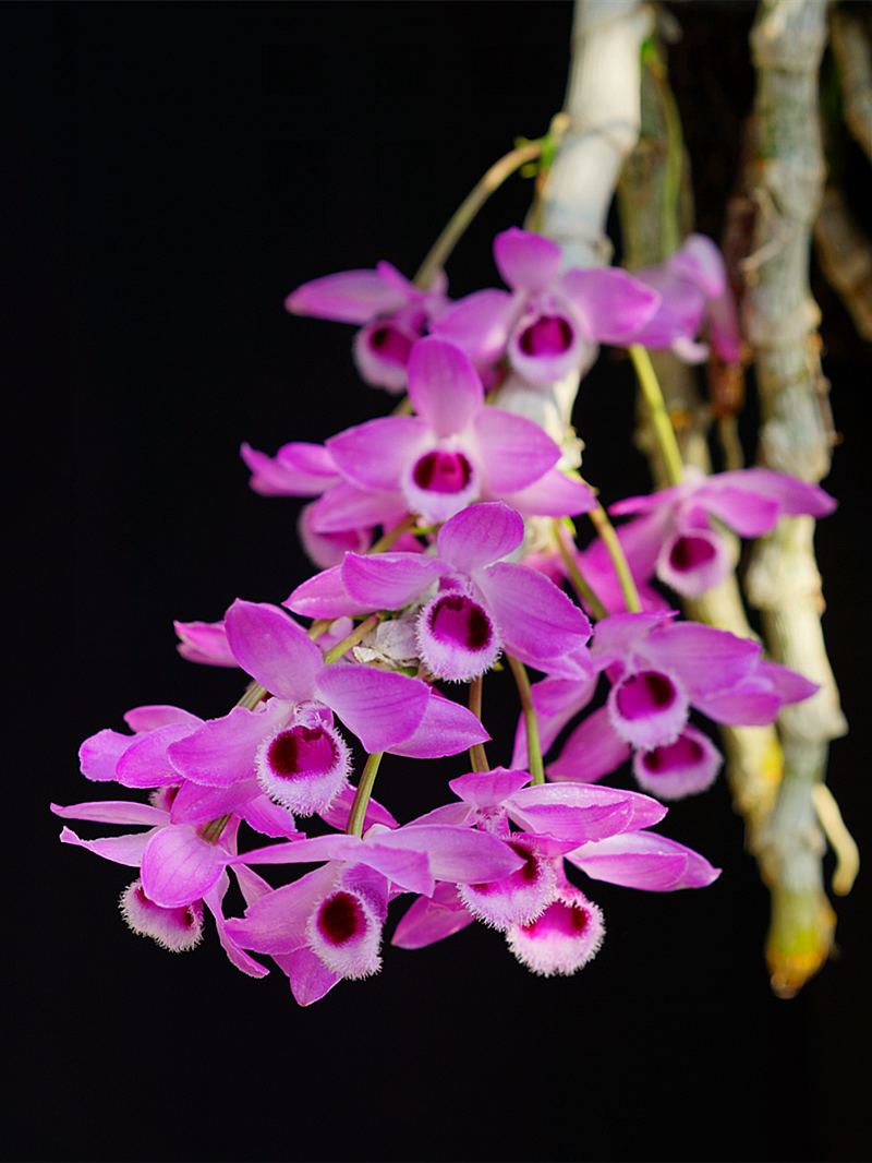 麝香石斛 稀有石斛兰开花紫红色有香味 缅甸经典石斛兰花盆景兰花