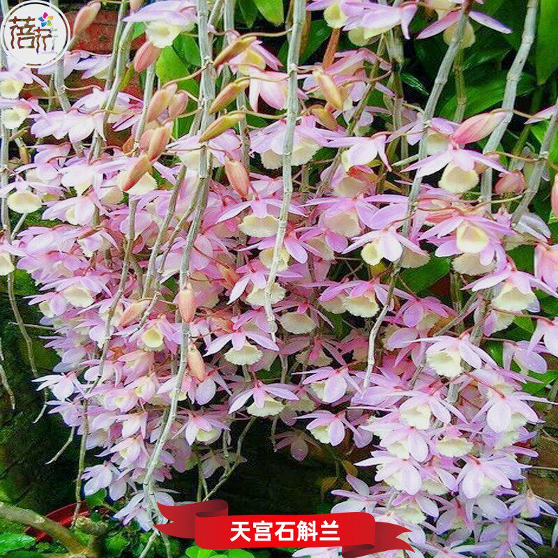天宫石斛 又名 兜唇石斛 粉色花 易养附生兰洋兰花卉绿植盆栽盆景
