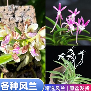 风兰韩国风兰江西风兰粉花风兰开花香非常好看大叶风兰桌面办公室