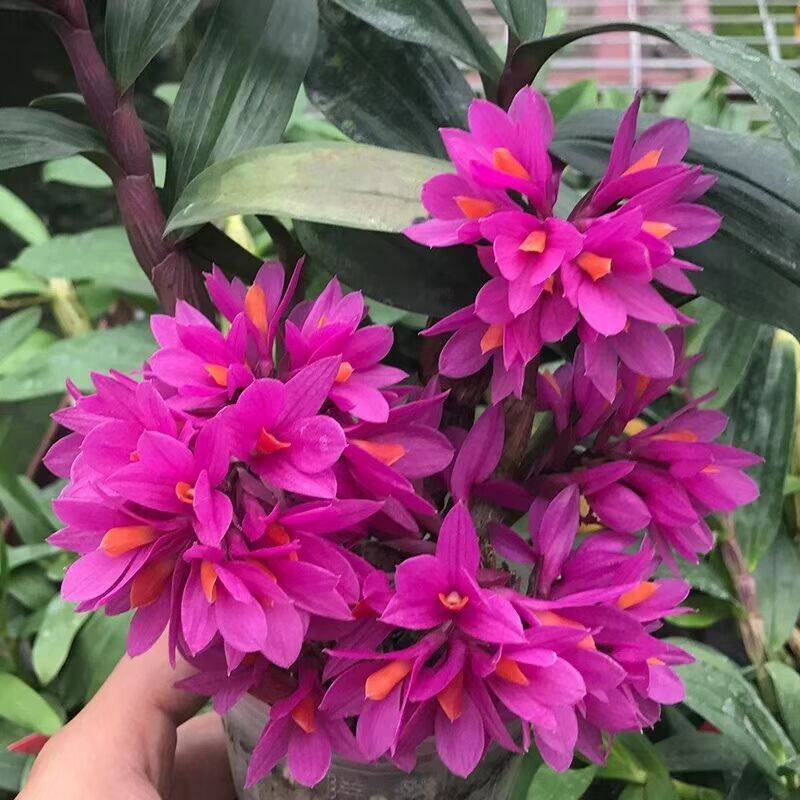 姬美石斛 紫红色花 花期很长 带盆种活发货 矮种石斛兰花绿植盆景