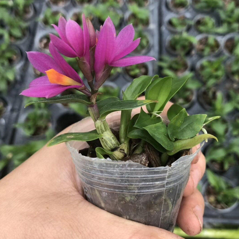 姬美石斛 紫红色花 花期很长 带盆种活发货 矮种石斛兰花绿植盆景