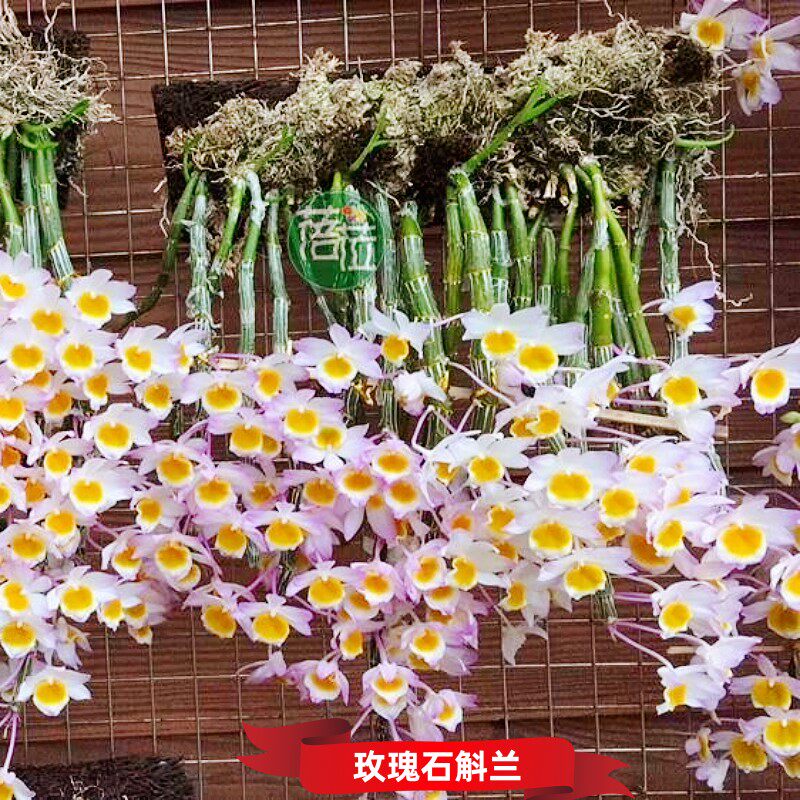 玫瑰石斛 粉色花 好养 茎饱满有光泽 新手石斛 附生兰 洋兰吊兰花