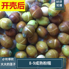 新鲜莲子现摘老莲子不带蓬湘莲广昌白莲子现摘现发纯莲子米带壳