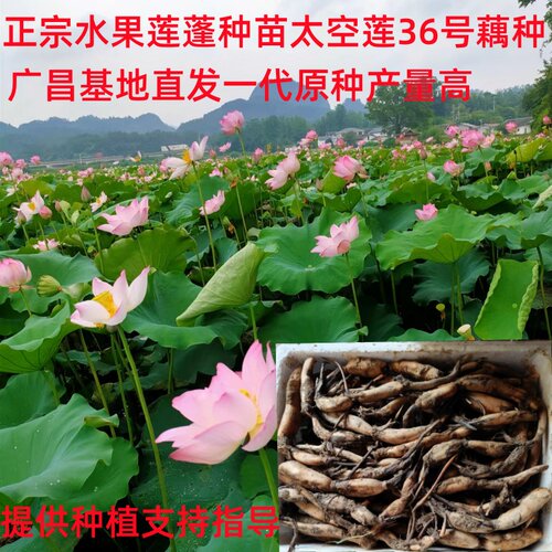 太空36号莲藕苗原种主产莲子莲蓬