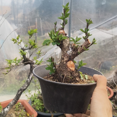 老山樱盆景山樱花熟桩净化空气植物室内办公桌阳台庭院盆栽