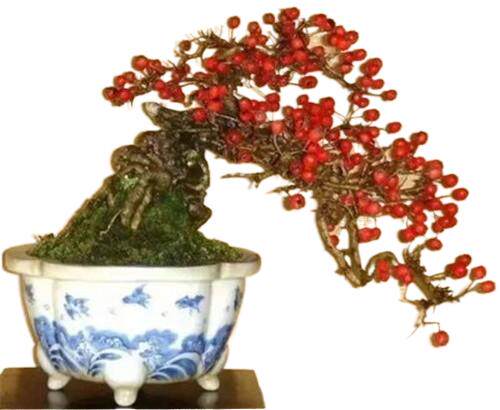 小叶山楂新款吸甲醛盆景老桩室内办公桌阳台庭院美观绿植趣味摆件