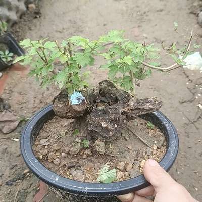 黄荆土球