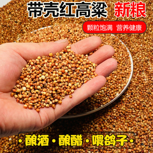 带皮红高粱新鲜鸟食鸽粮饲料