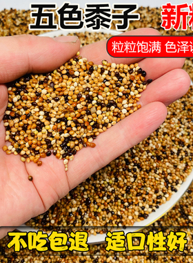 五色黍子虎皮牡丹玄凤中小型鹦鹉鸟食饲料鹦鹉混合粮谷子5斤包邮