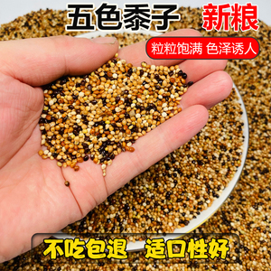 五色黍子虎皮牡丹玄凤中小型鹦鹉鸟食饲料鹦鹉混合粮谷子5斤包邮