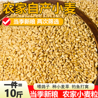 26年新小麦粒麦子小麦种子小麦酿酒食用麦芽糖喂鸽子喂鸡鸟10斤装