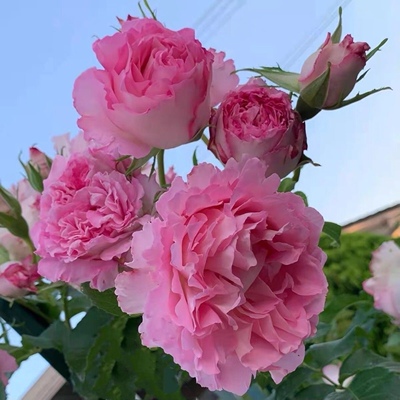 绊月季花苗河本月季浓香大花新品月季玫瑰灌木花苗庭院大花多季