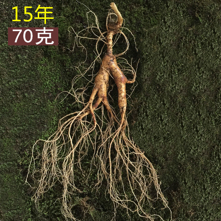 人参 新鲜野山参15年长白山林下参带土鲜人参整枝泡酒用野生人参