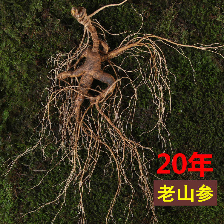 人参野山参东北人参长白山人参林下参野生吉林人参新鲜20年野山参