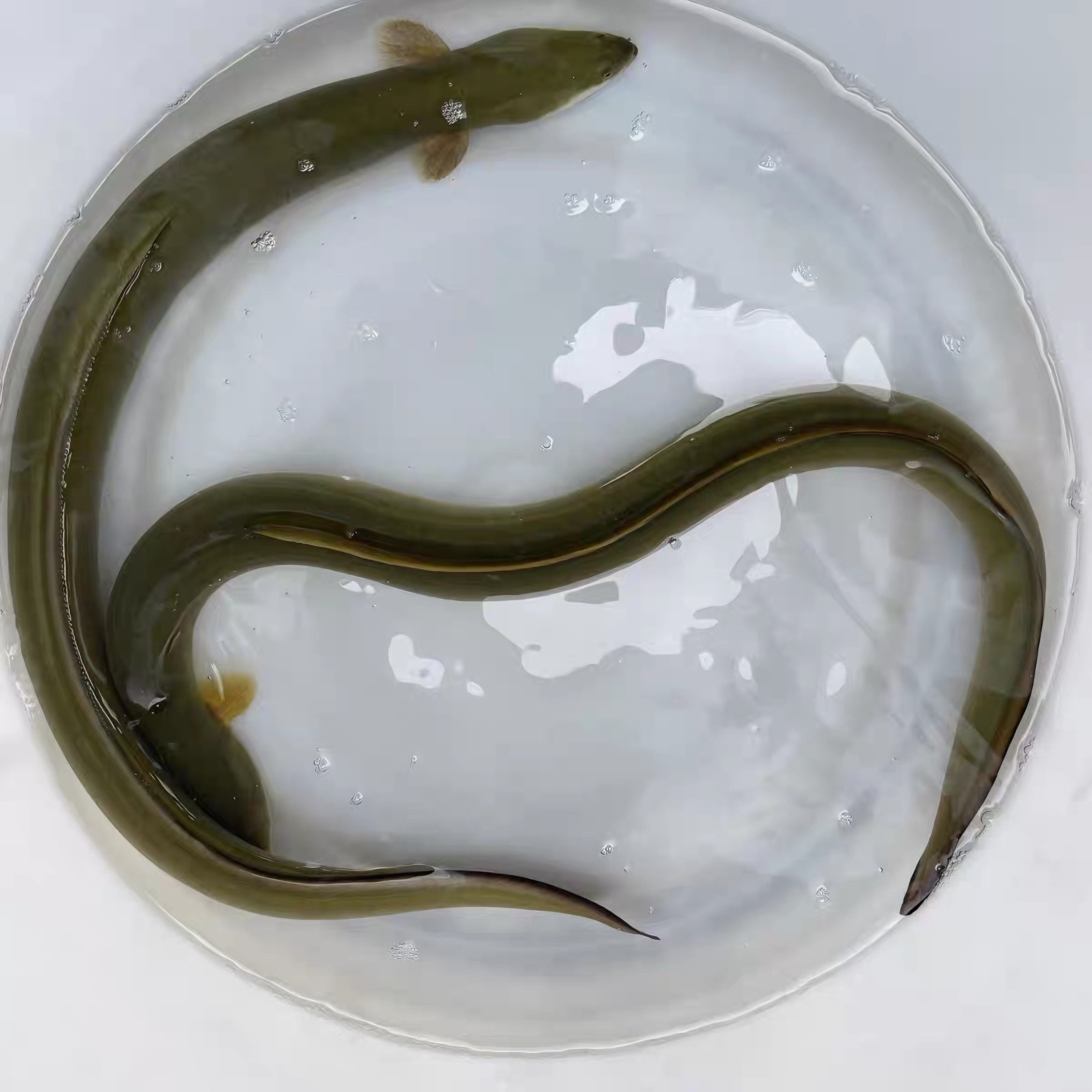 淡水鳗鱼苗白鳝鱼苗鱼塘江鳗白鳗鱼苗淡水河鳗鱼苗养殖花鳗鱼苗