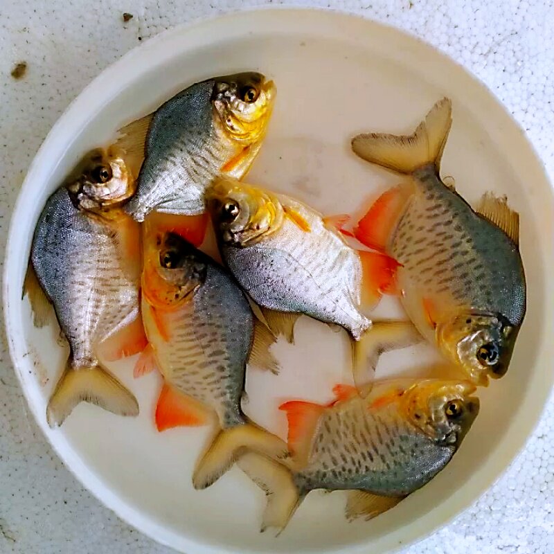 红鲳鱼苗特大品种鲳鱼苗白鲳鱼苗养殖红鲳鱼苗白鲳鱼苗凶猛淡水鱼