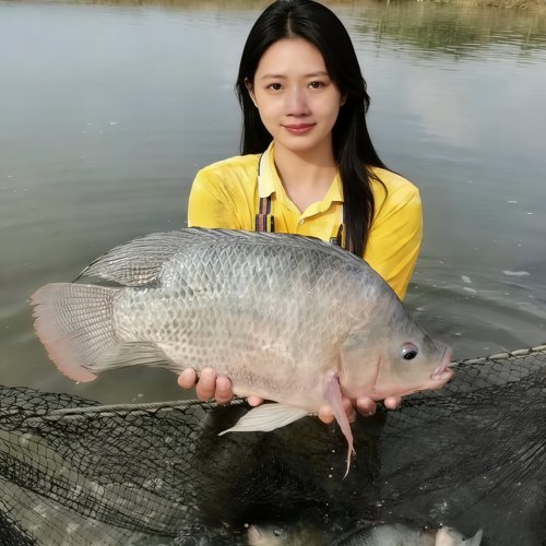 罗非鱼苗脆肉罗非苗快大型