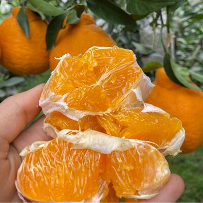 丑橘30号摘完下架 囤货的抓紧哦