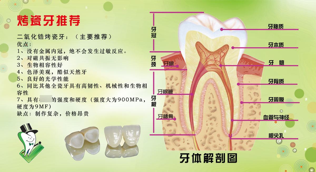 753薄膜海报印制展板喷绘203牙齿牙体剖面图烤瓷牙